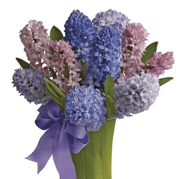 Гиацинт (Hyacinthus)