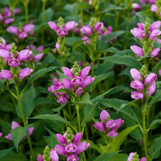 Хелоне (Chelone)