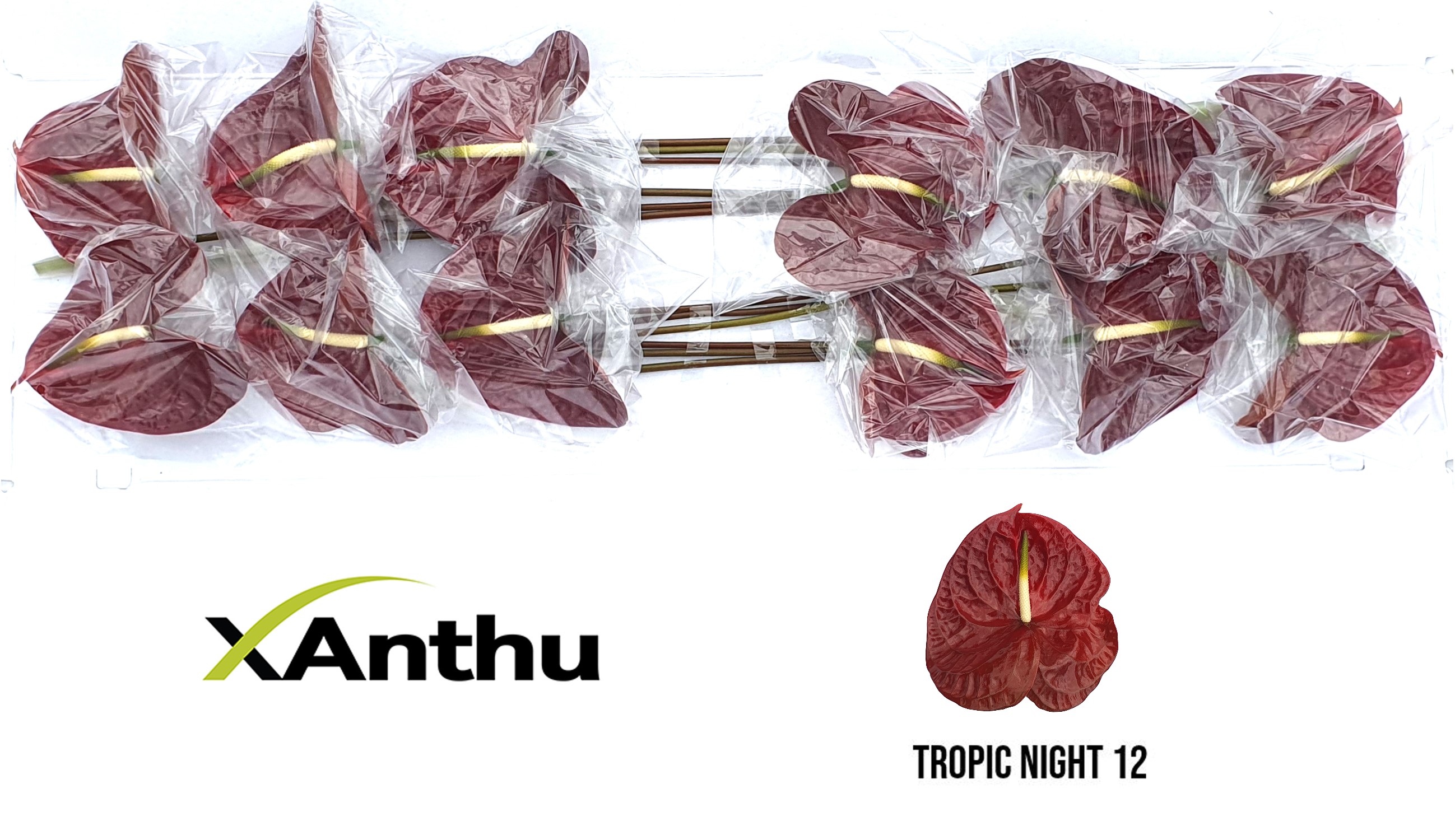 Антуриум Tropic Night