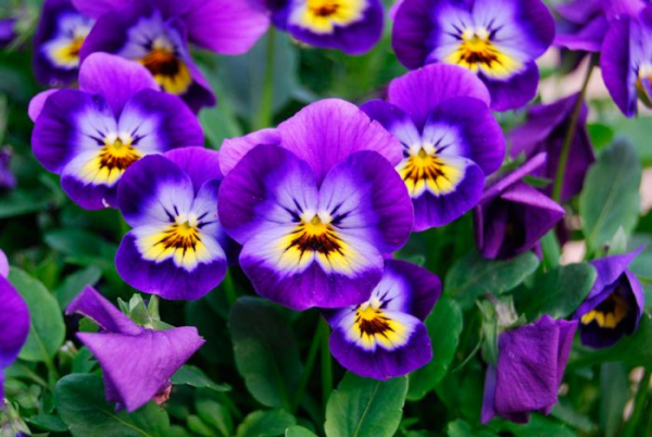 Виола (Viola) Виола (Viola)