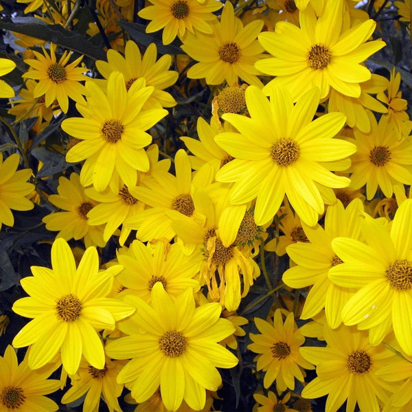 Гелиопсис (Heliopsis)