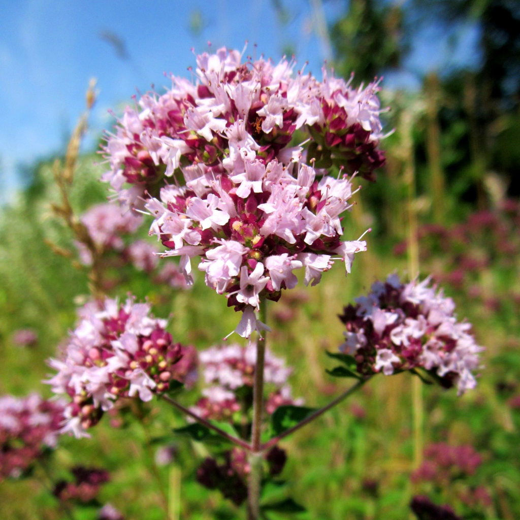 Ориганум (Origanum) Ориганум (Origanum)
