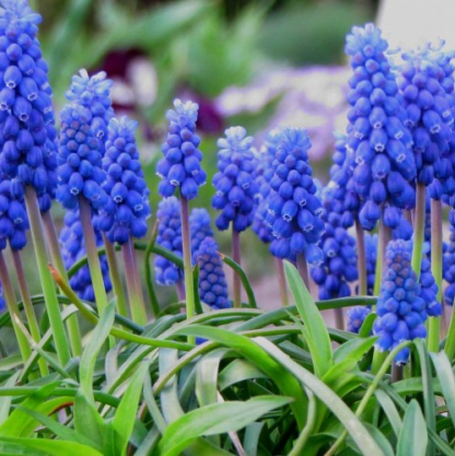 Мускари (Muscari)
