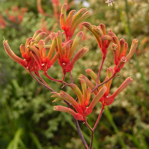 Анигозантос (Anigozanthos)