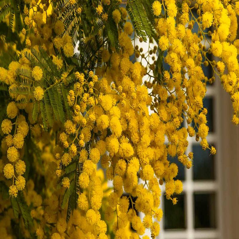 Акация (Acacia) Акация (Acacia)