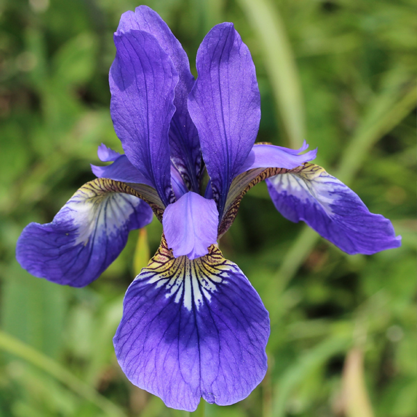 Ирис (Iris)