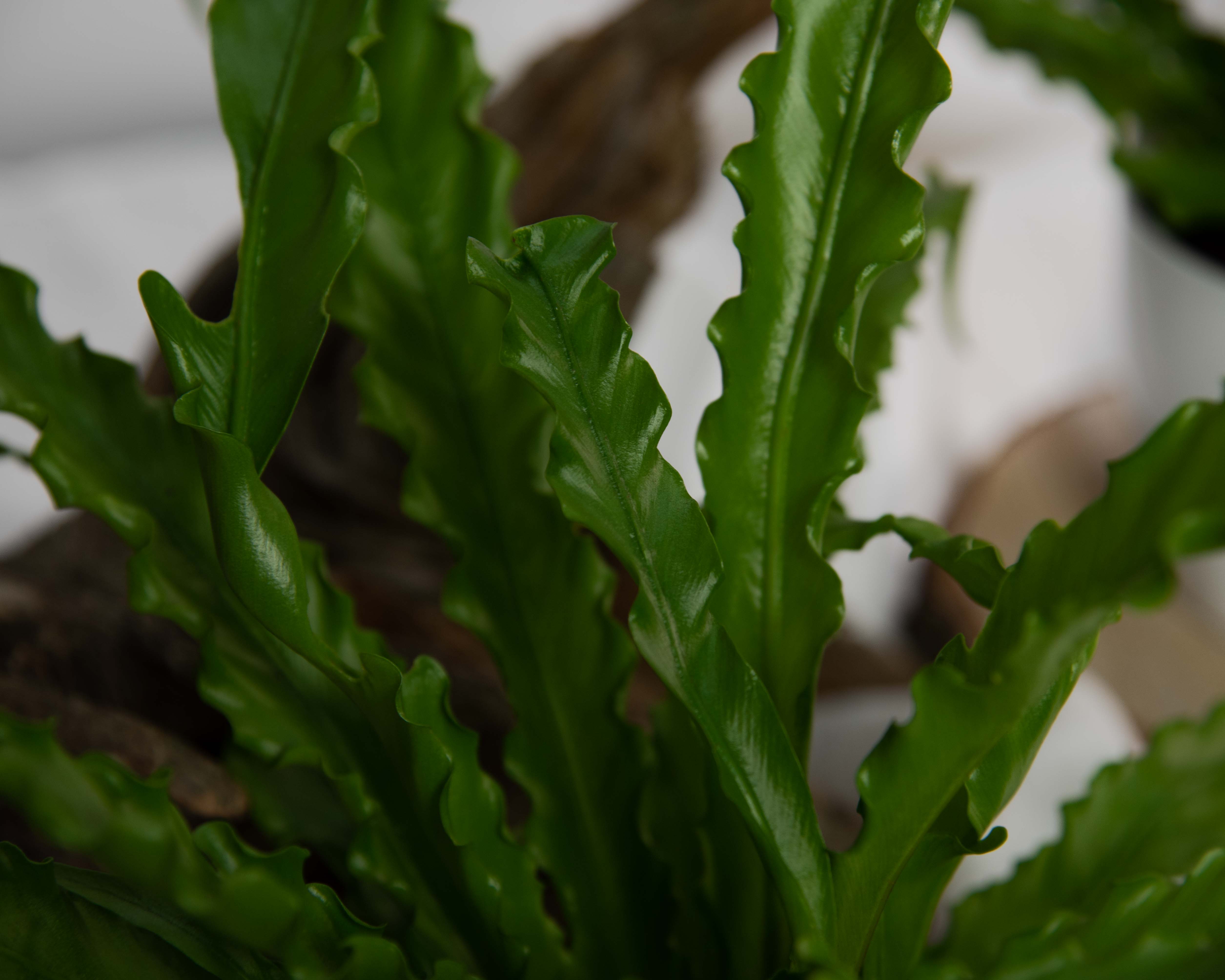 Асплениум Антикум Осака (Asplenium Antiquum Osaka)