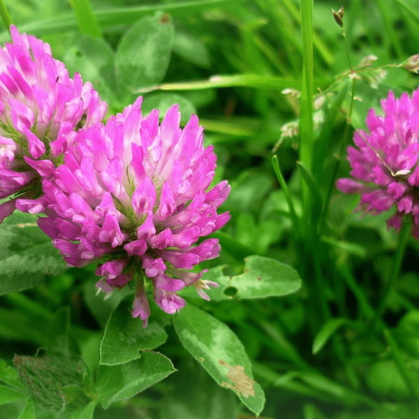 Трифолиум (Trifolium)