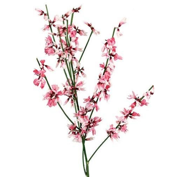 Гениста (Genista)