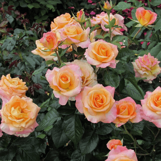 Роза (Rosa) кустовая