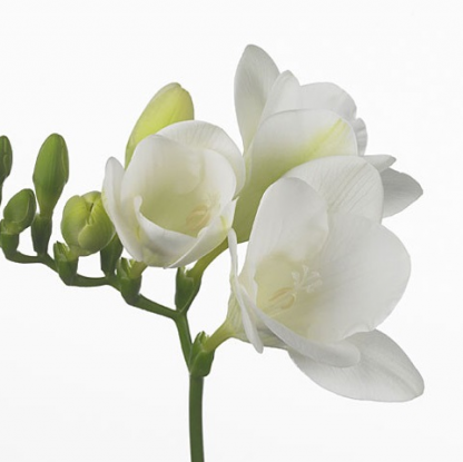 Фрезия (Freesia)