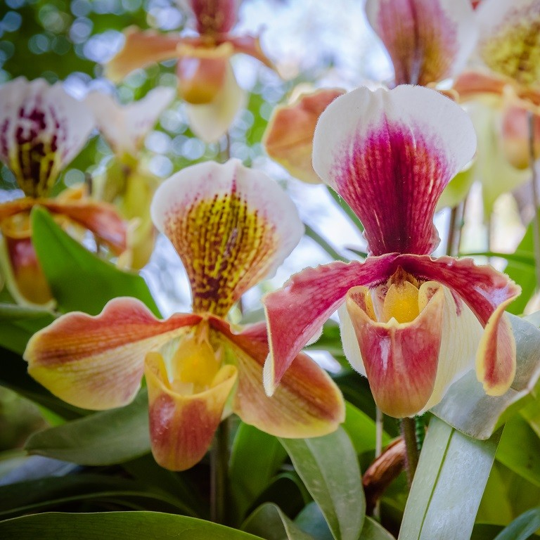 Пафиопедилюм (Paphiopedilum) Пафиопедилюм (Paphiopedilum)
