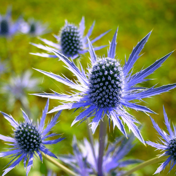 Эрингиум (Eryngium) плосколистный