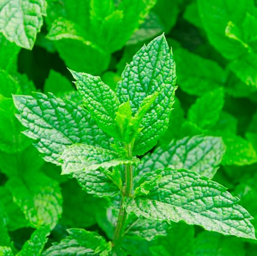 Мята (Mentha) Мята (Mentha)