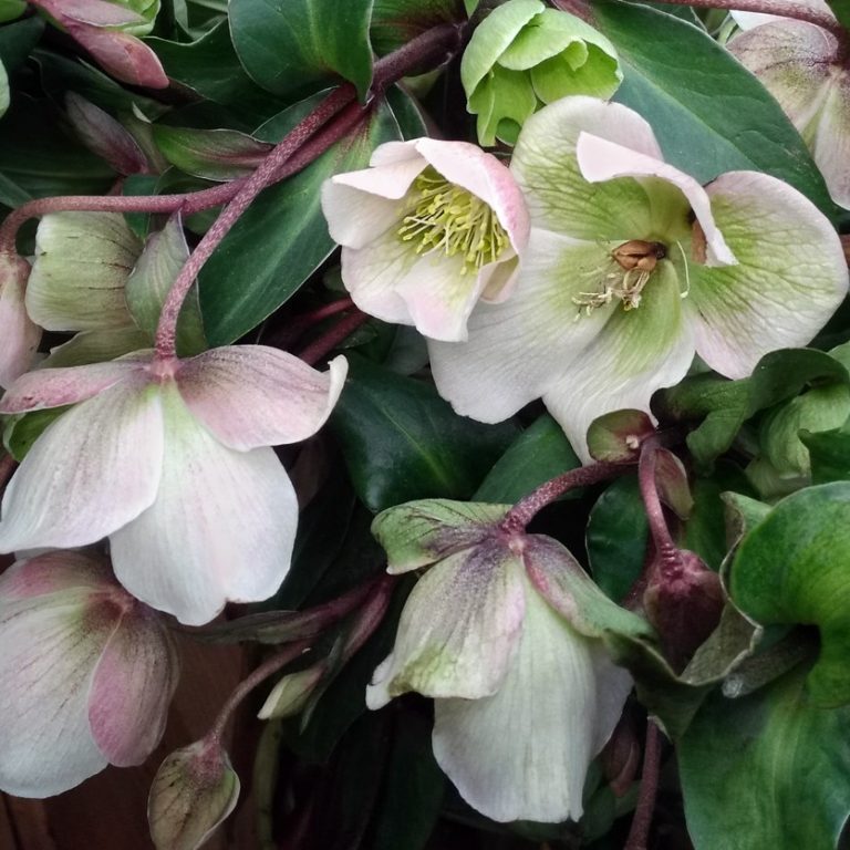 Хеллеборус (Helleborus)