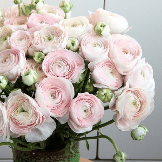 Ранункулюс (Ranunculus)
