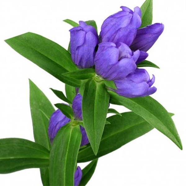 Генциана (Gentiana)