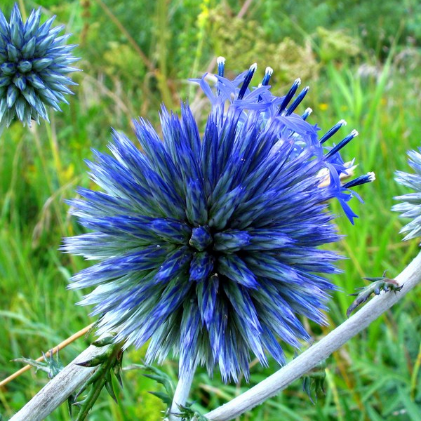 Эхинопс (Echinops)