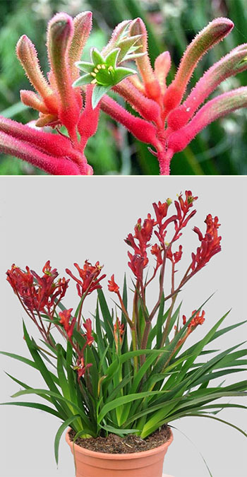 Анигозантос (Anigozanthos) Анигозантос (Anigozanthos)