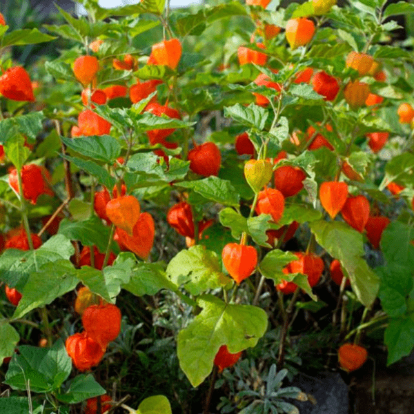 Физалис (Physalis)