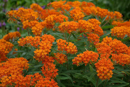 Асклепиас (Asclepias) Асклепиас (Asclepias)
