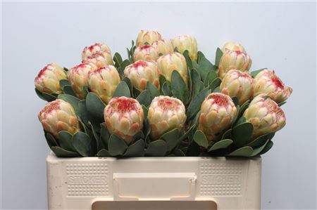 Протея Grandicolor
