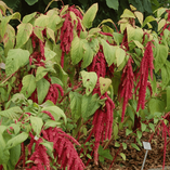 Амарант (Amaranthus) хвостатый