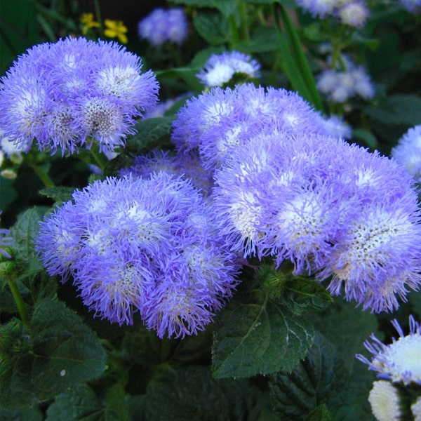 Агератум (Ageratum)