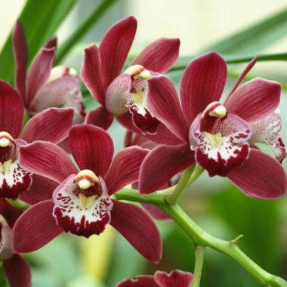 Цимбидиум (Cymbidium)