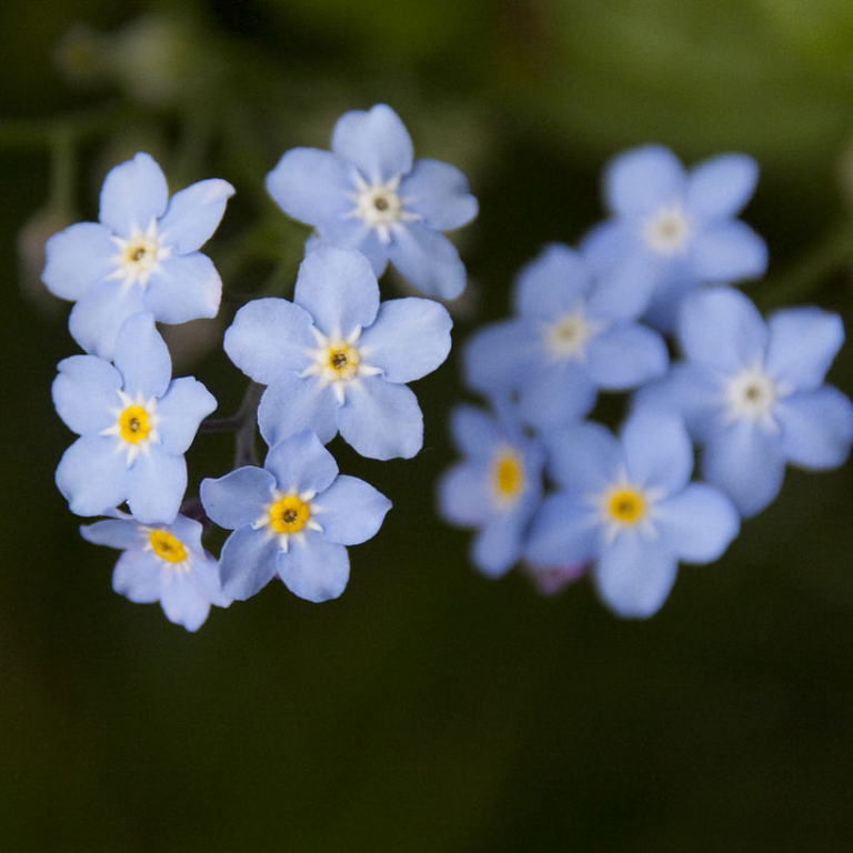 Миозотис (Myosotis) Миозотис (Myosotis)