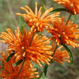 Леонотис (Leonotis)
