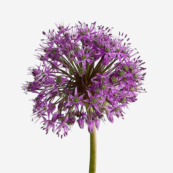 Аллиум (Allium)