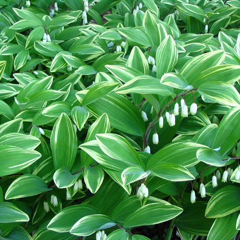 Полигонатум (Polygonatum) Полигонатум (Polygonatum)