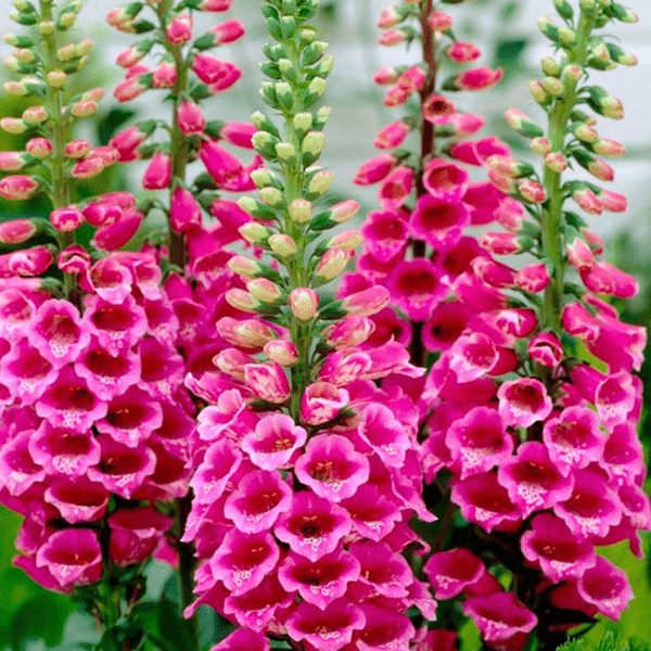 Дигиталис (Digitalis)