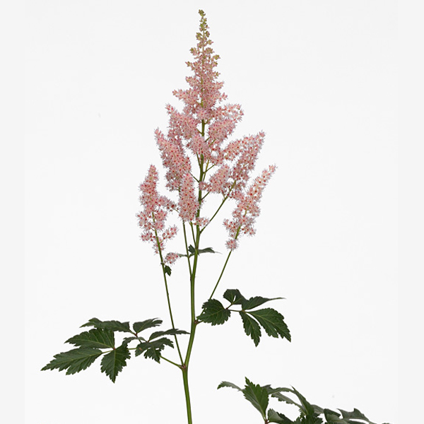 Астильба (Astilbe)