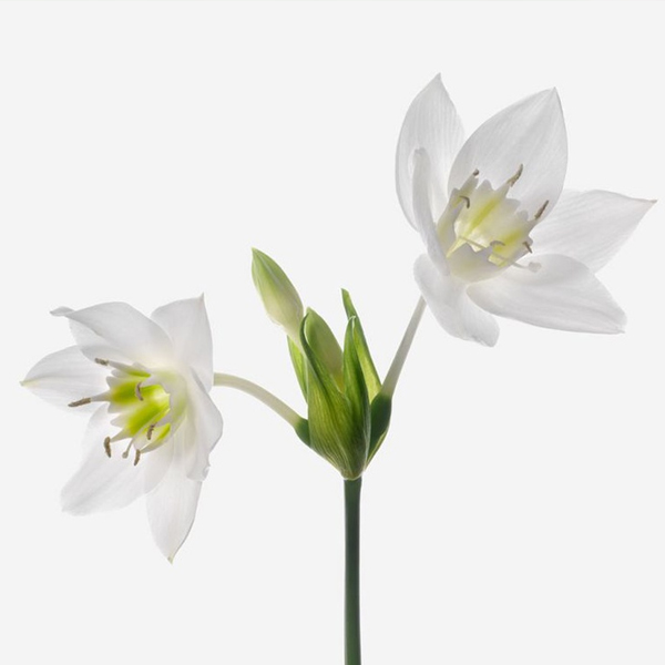 Эухарис (Eucharis)