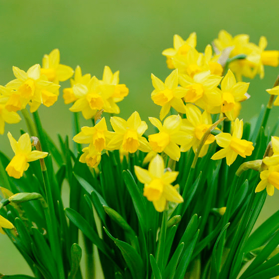 Нарцисс (Narcissus)