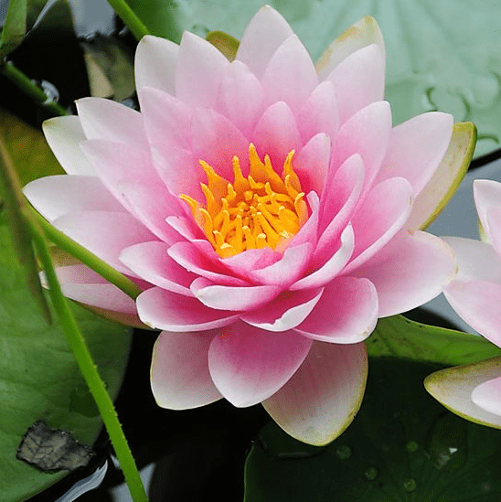 Нимфея (Nymphaea)