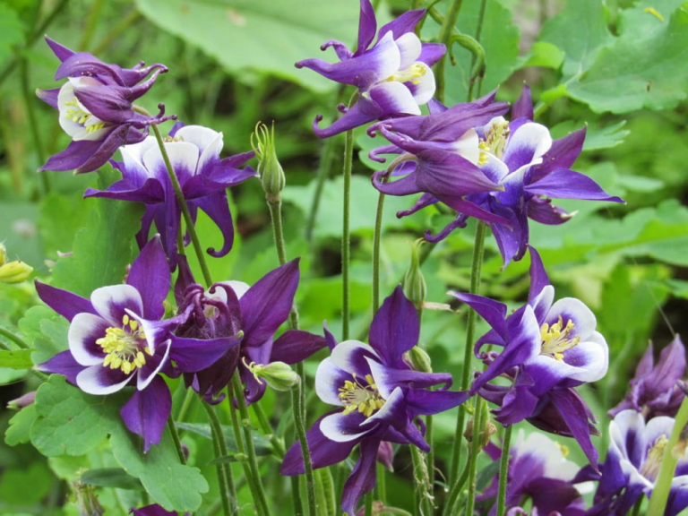 Аквилегия (Aquilegia) Аквилегия (Aquilegia)