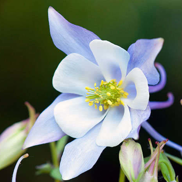 Аквилегия (Aquilegia)