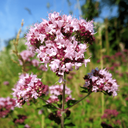 Ориганум (Origanum)