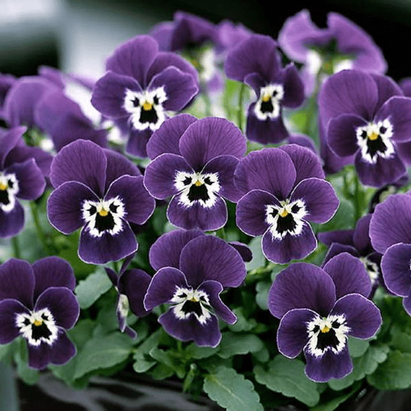 Виола (Viola)