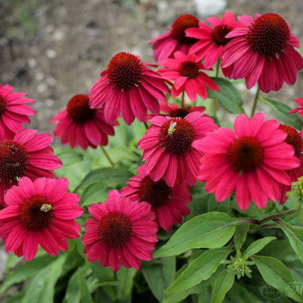 Эхинацея (Echinacea)