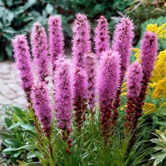 Лиатрис (Liatris)