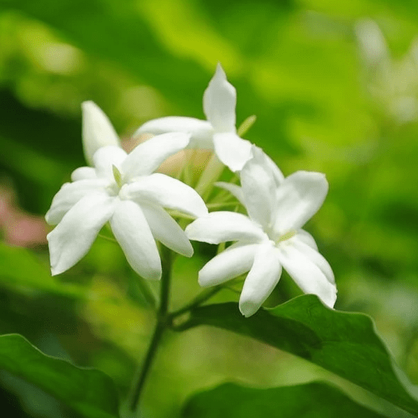 Жасмин (Jasminum)