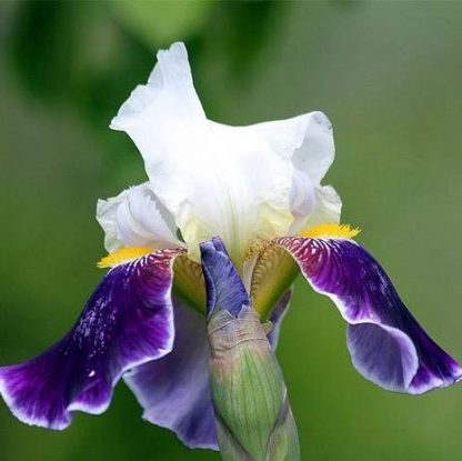 Ирис (Iris) гибридный