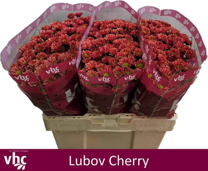 Хризантема Lubov Cherry