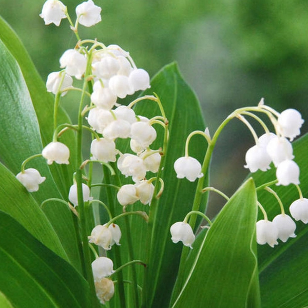 Конваллария (Convallaria)