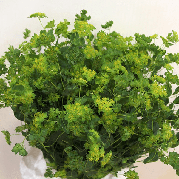 Буплерум (Bupleurum)