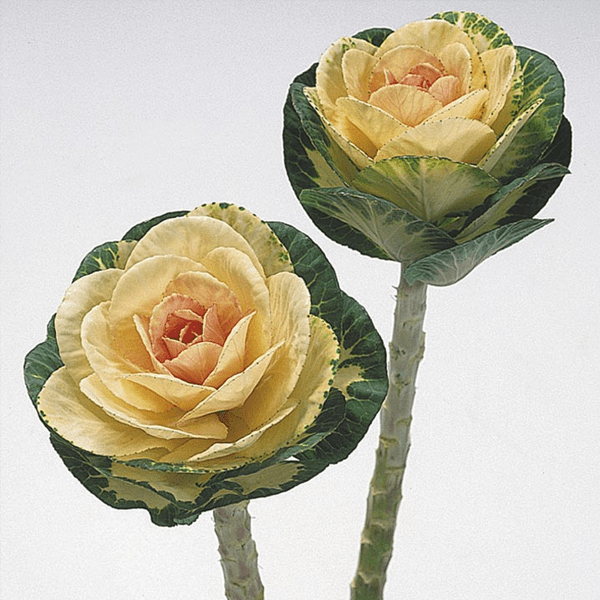 Брассика (Brassica)